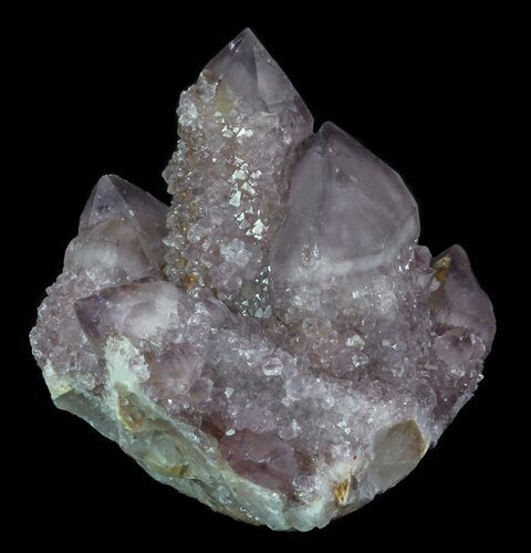 Cactus Quartz (Amethyst) Crystal Cluster - Extra Dark #64215